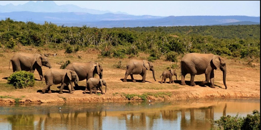 Pamed Wildlife Sanctuary, Bijapur, Chhattisgarh - Vushii.com Pamed Wildlife Sanctuary, Bijapur, Chhattisgarh - Vushii.com